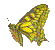 vidlochvost feniklov - papilio machaon - fecskefark lepke
