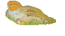 jarabica pon - perdix perdix - fogoly