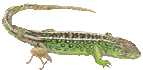 Jaterica krtkohlav - Lacerta agilis - Frge gyk