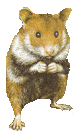 kreok pon - Cricetus cricetus - Hrcsg
